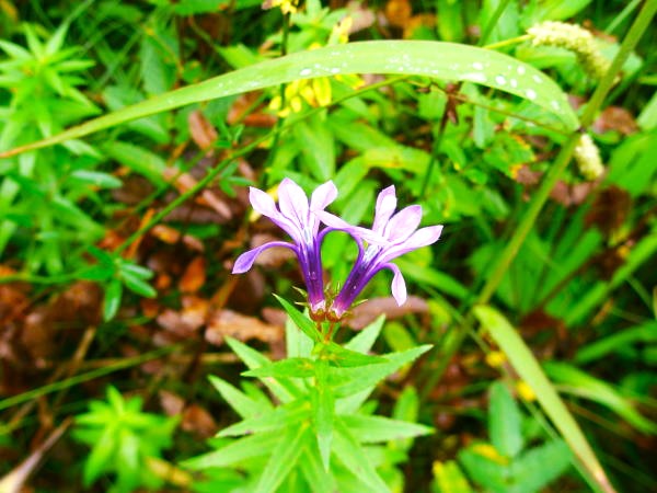 睡蓮沼サワギキョウ花