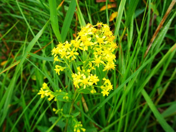 睡蓮沼ミヤマアキノキリンソウ花