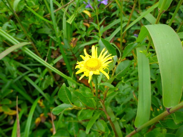 睡蓮沼ミズギク花