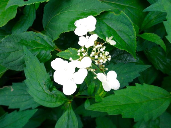 睡蓮沼ヤマアジサイ花