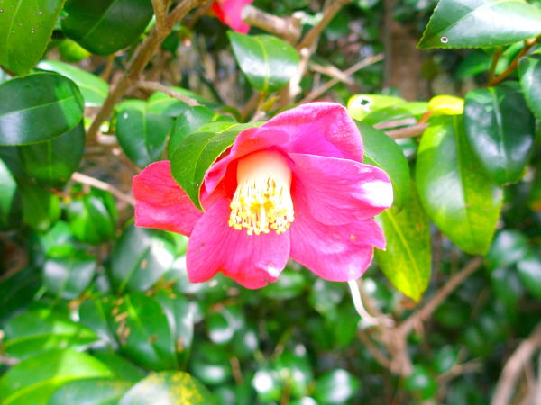 �f���j�_�Ѓ��u�c�o�L��