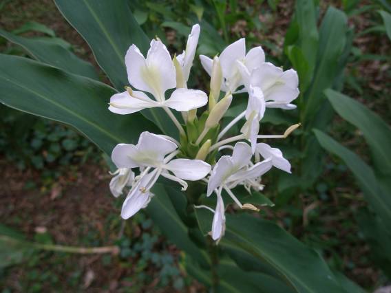 台北植物園の野薑花Hedychium coronarium Koenigの写真