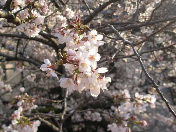 ������\���C���V�m��