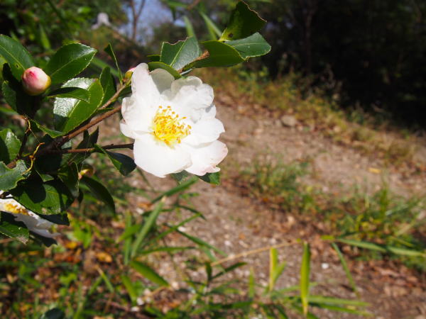 �����_�Ж{�{�T�U���J��