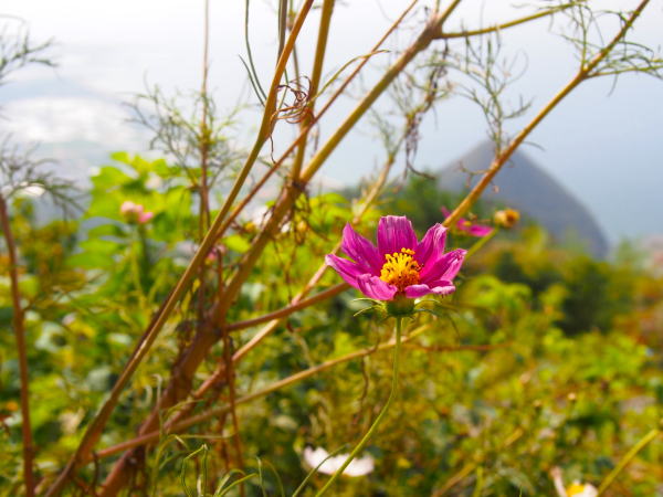 �����_�Ж{�{�R�X���X��