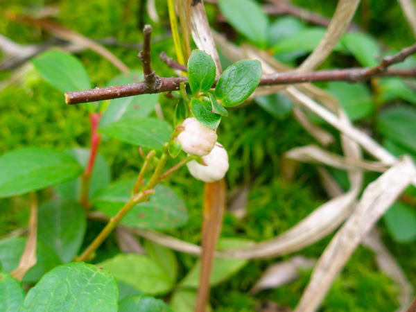 �c��r�V���^�}�m�L��