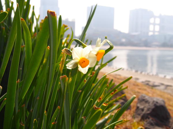 東京の海スイセン花