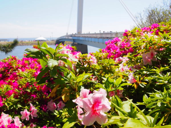 東京の海オオムラサキツツジ花