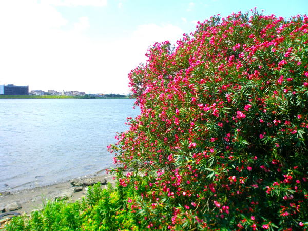 東京の海多摩川河口