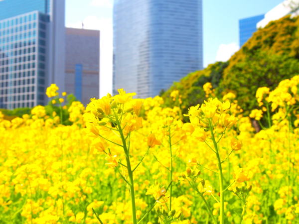 �؂̉ԕl���{�뉀