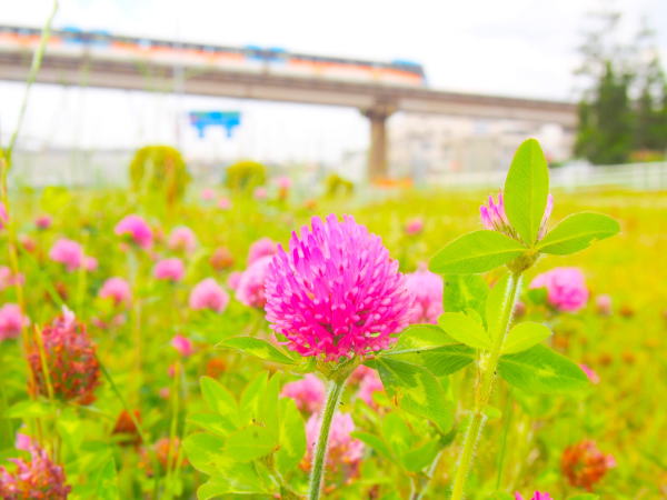 �A�J�c���N�T�ԉH�c��`