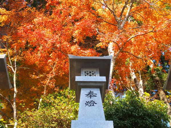 �_�ӎ��g�t