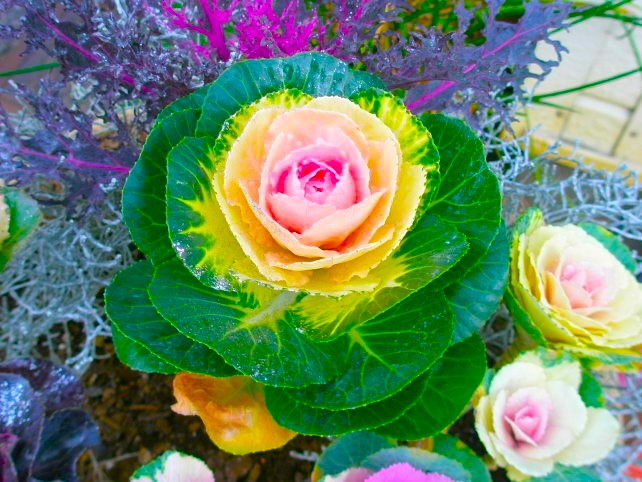 �n�{�^��������