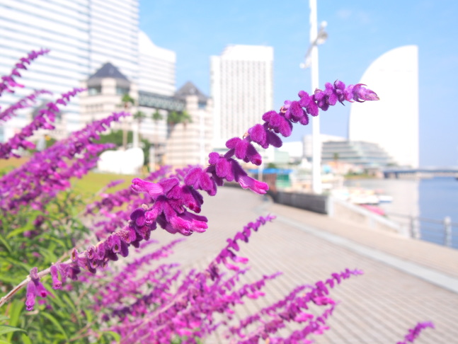 横浜みなと博物館に咲くサルビアレウカンサ花画像