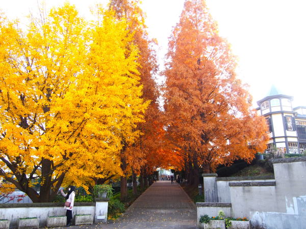 �C�^���A�R�뉀���^�Z�R�C�A����