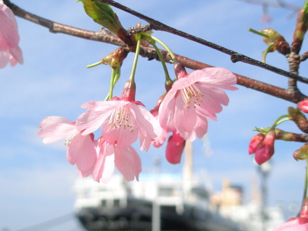 氷川丸とヨコハマヒザクラ花