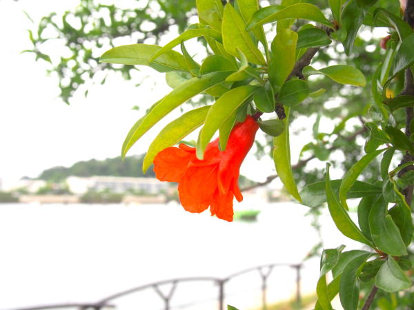 金沢八景平潟湾ザクロ花