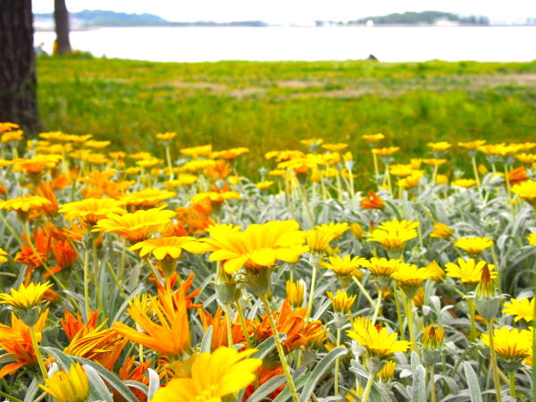 金沢八景野島ガザニア花
