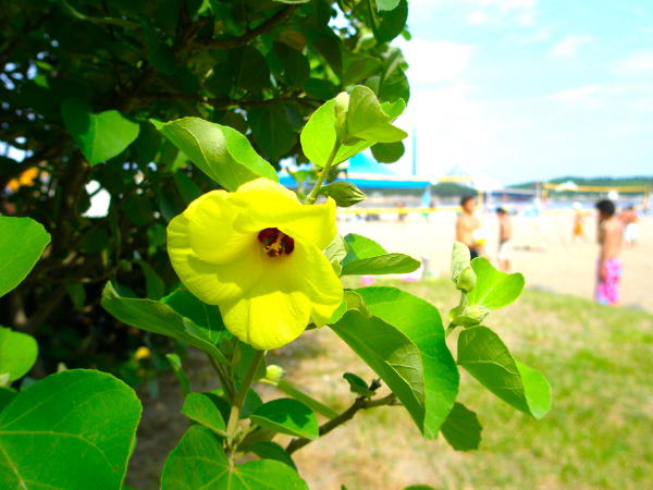 海の公園ビーチオオハマボウ花