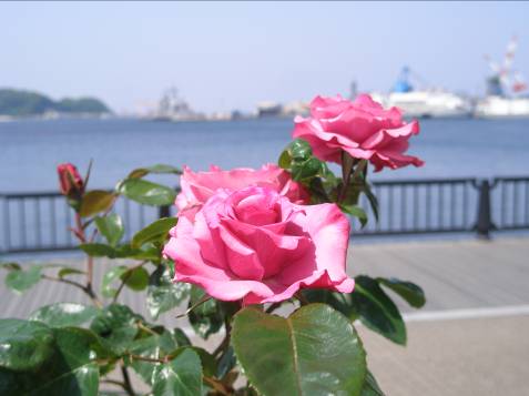 ヴェルニー公園に咲くバラと横須賀港写真