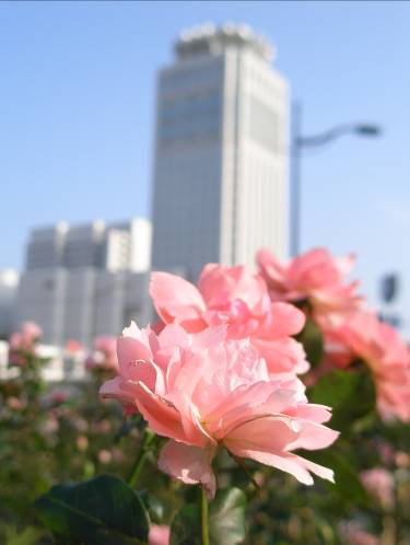 メルキュールホテル横須賀・横須賀芸術劇場とバラの花写真