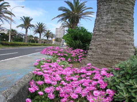 馬堀海岸カナリーヤシとマツバキクの花写真