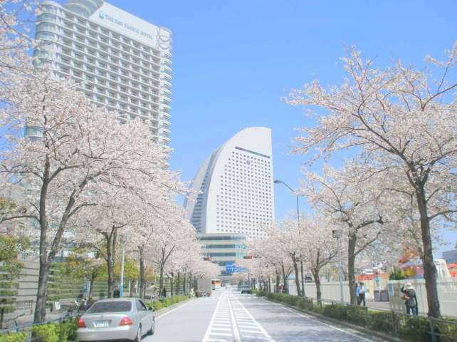 横浜サクラ花画像