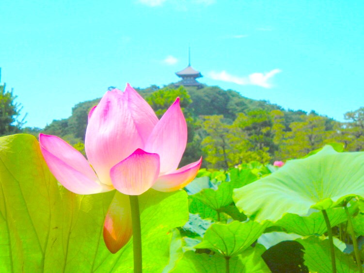 三渓園ハス花画像