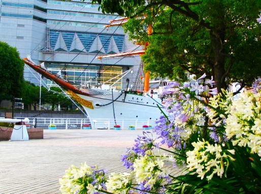 �A�K�p���T�X�̉�