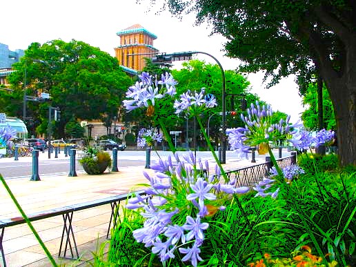 ���{��ʃA�K�p���T�X�̉�