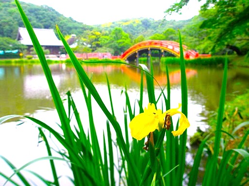 �L�V���E�u�̉�