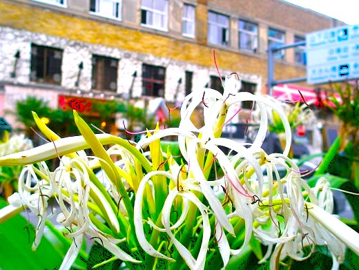 �n�}���E�̉�