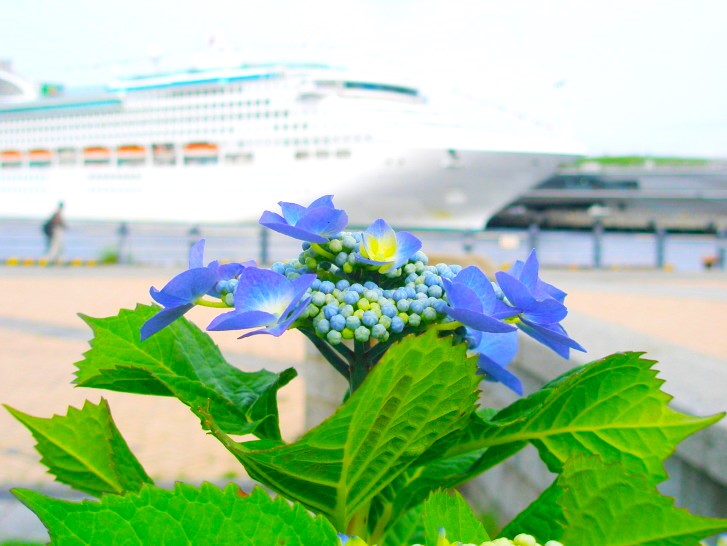 �K�N�A�W�T�C�Ԃƍ��؋q�D