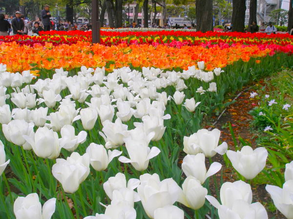 �`���[���b�v���F��