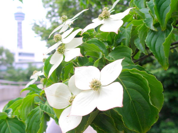 ���}�{�E�V���F��